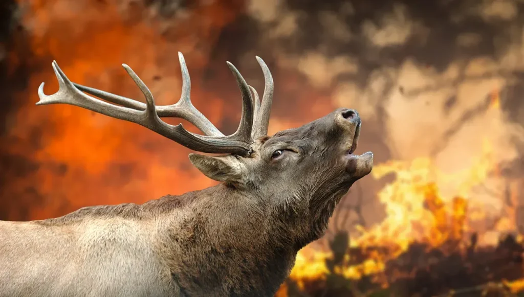 Orman Yangınları: Beştepe’de Zirve Toplantısı Gerçekleşti